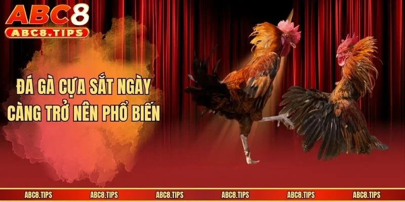 Đá gà cựa sắt ngày càng trở nên phổ biến